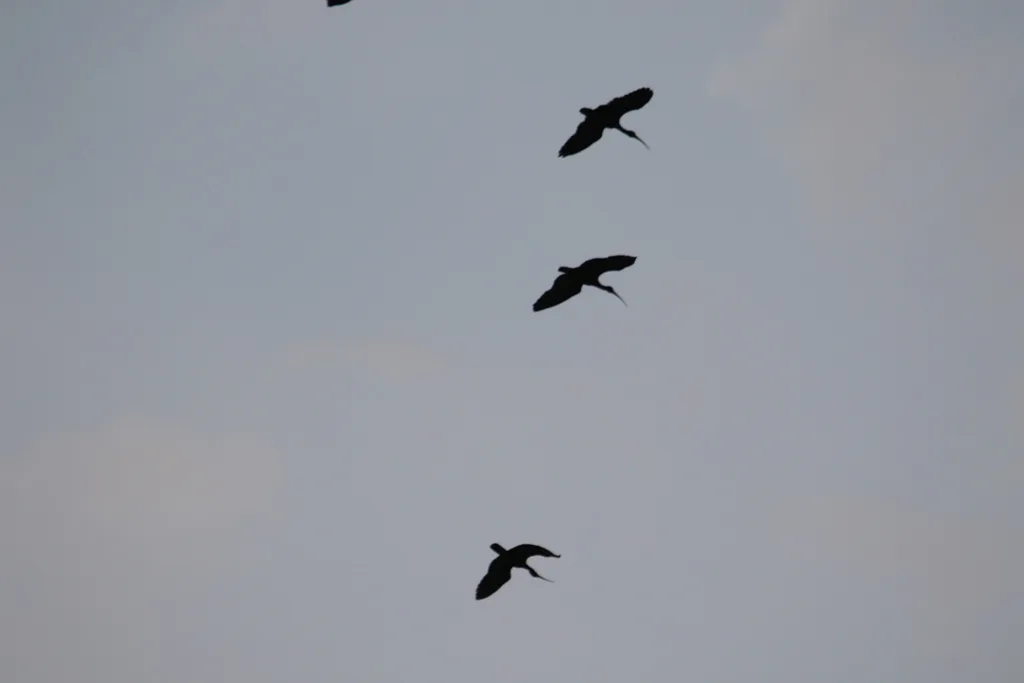 裸脸鹮(Phimosus infuscatus)