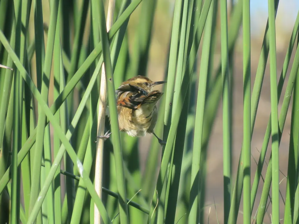 拟鹩针尾雀(Phleocryptes melanops)