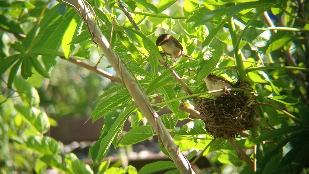 拟鹩针尾雀(Phleocryptes melanops)