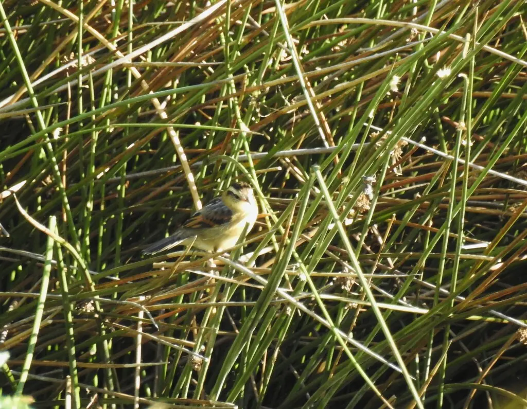 拟鹩针尾雀(Phleocryptes melanops)