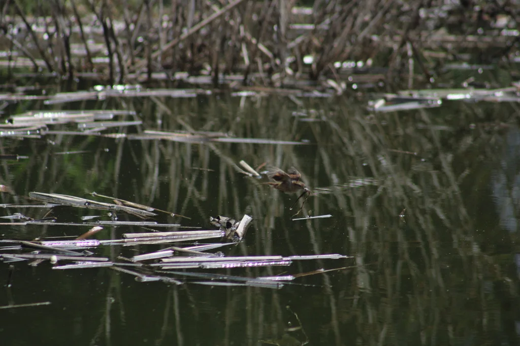 拟鹩针尾雀(Phleocryptes melanops)
