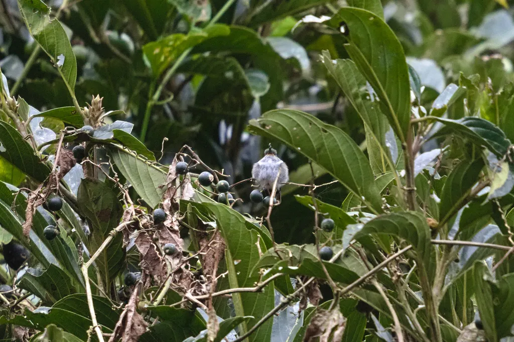 厄瓜多尔斑尾蜂鸟(Phlogophilus hemileucurus)
