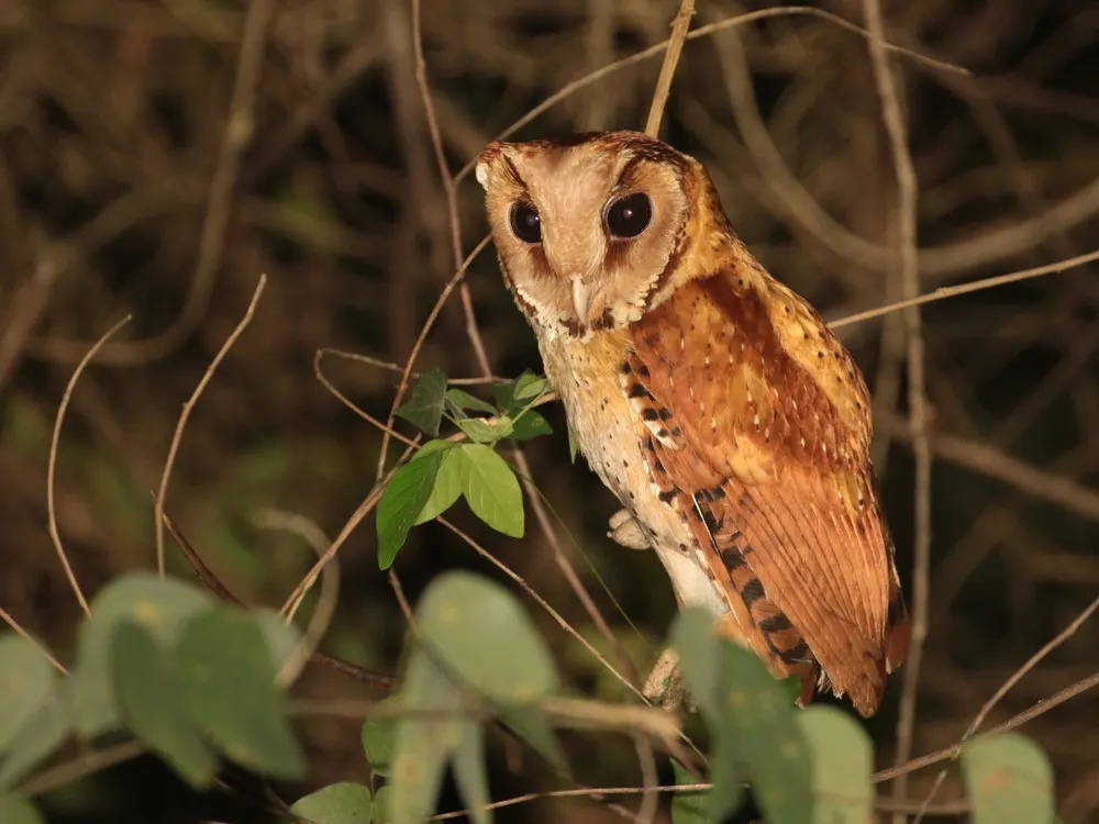 栗鸮(Phodilus badius)