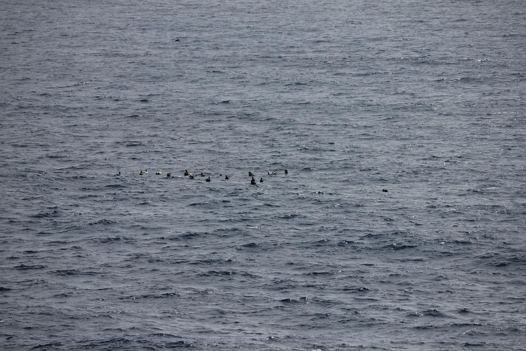 短尾信天翁(Phoebastria albatrus)