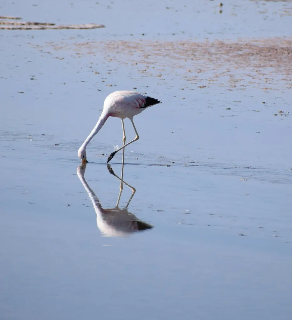 安第斯红鹳(Phoenicoparrus andinus)