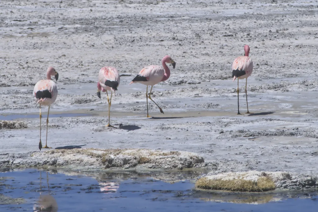 安第斯红鹳(Phoenicoparrus andinus)