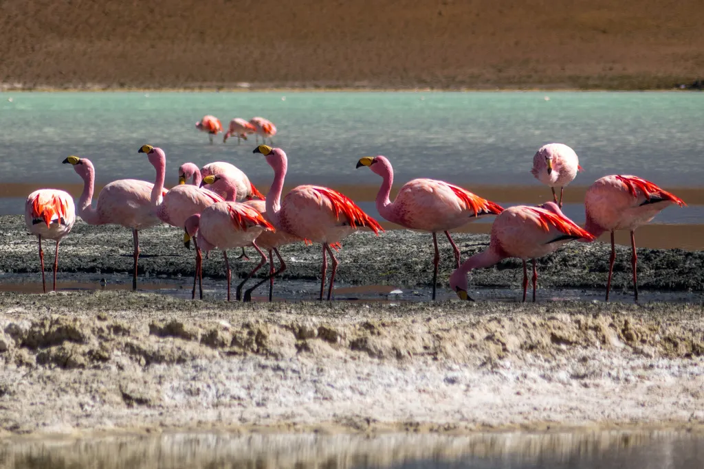 秘鲁红鹳(Phoenicoparrus jamesi)