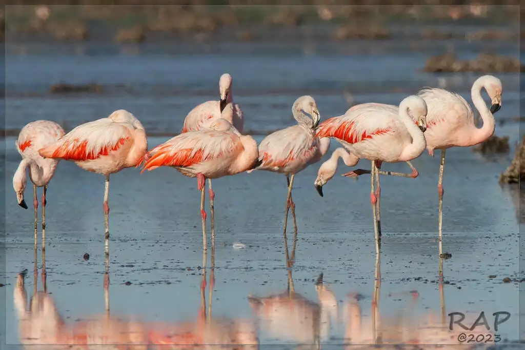 智利红鹳(Phoenicopterus chilensis)