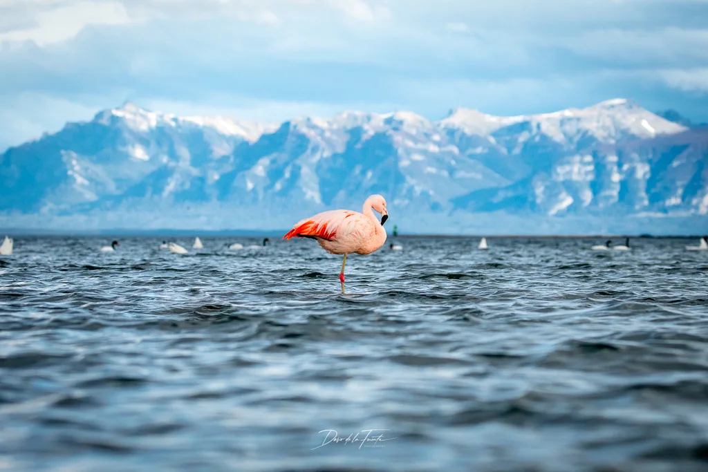智利红鹳(Phoenicopterus chilensis)