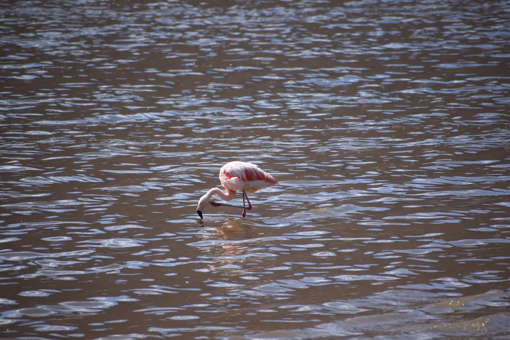 智利红鹳(Phoenicopterus chilensis)