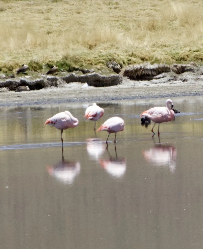 智利红鹳(Phoenicopterus chilensis)