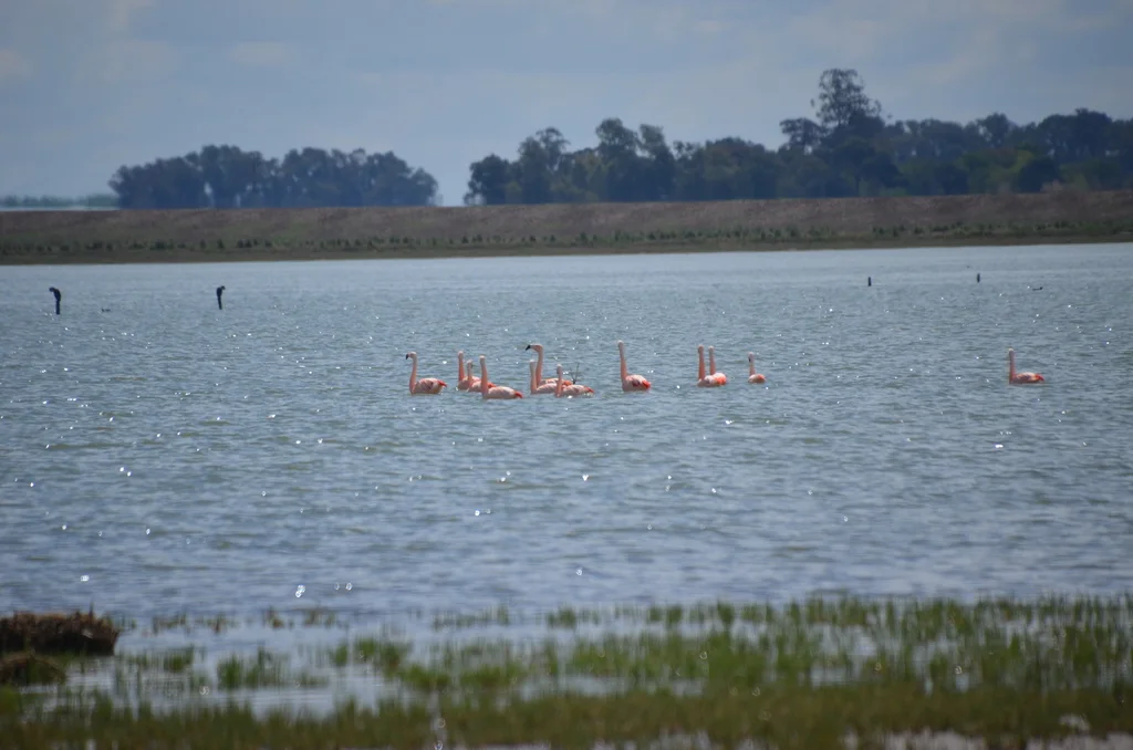 智利红鹳(Phoenicopterus chilensis)