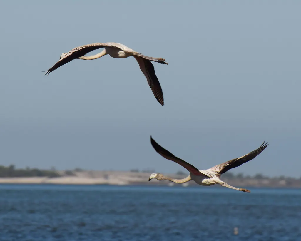 大红鹳(Phoenicopterus roseus)