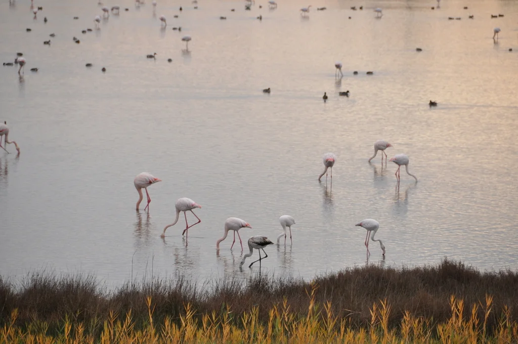 大红鹳(Phoenicopterus roseus)