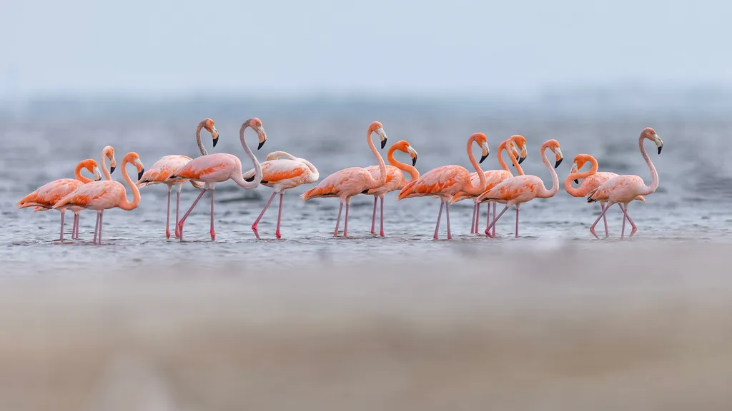 美洲红鹳(Phoenicopterus ruber)