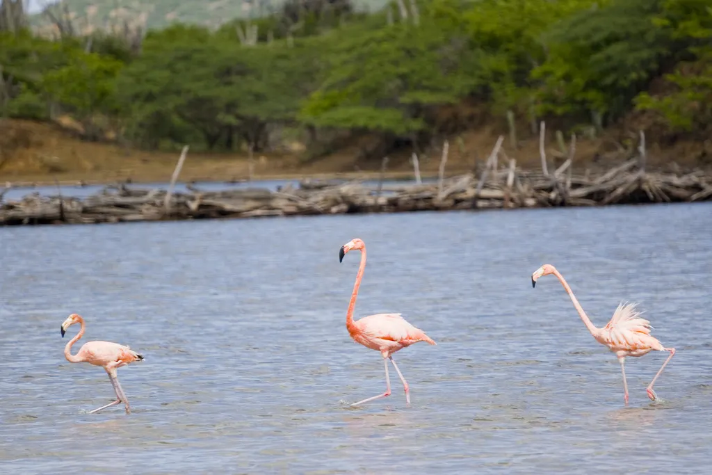 美洲红鹳(Phoenicopterus ruber)