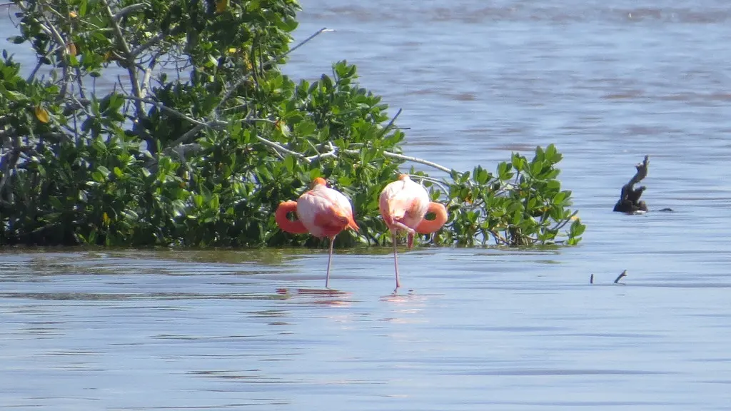美洲红鹳(Phoenicopterus ruber)