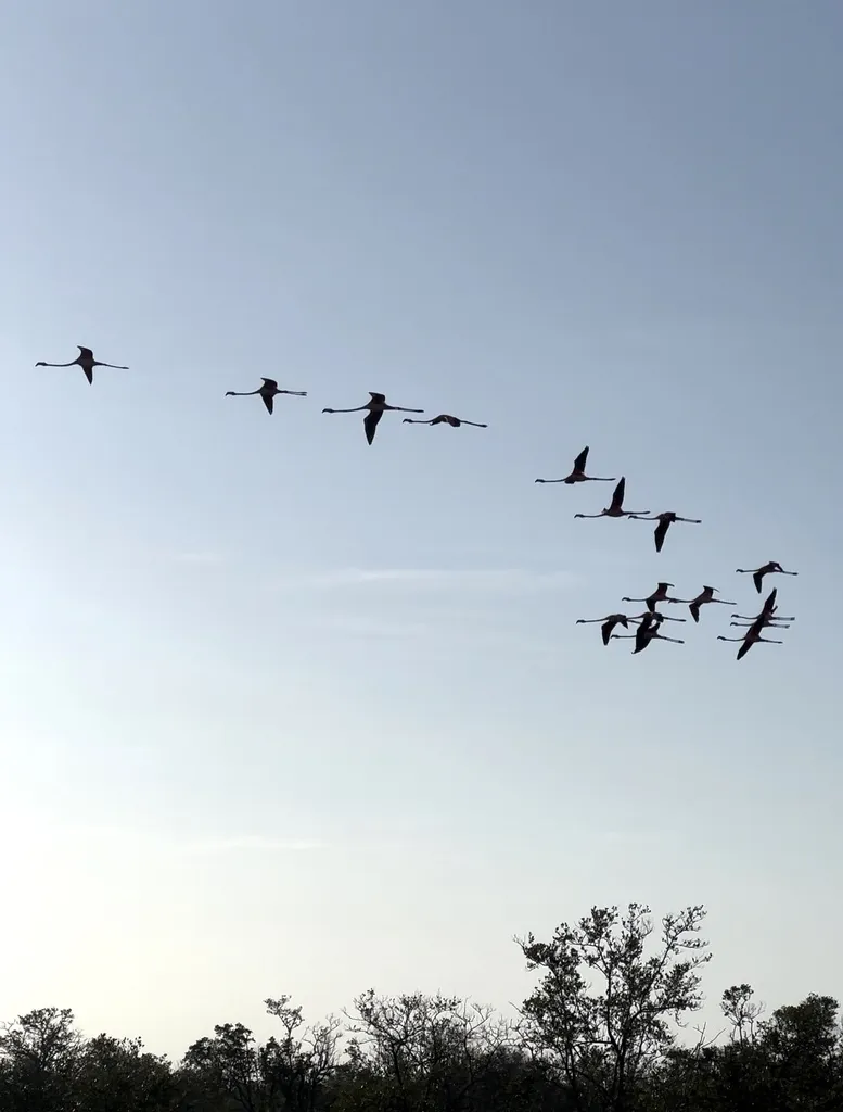 美洲红鹳(Phoenicopterus ruber)