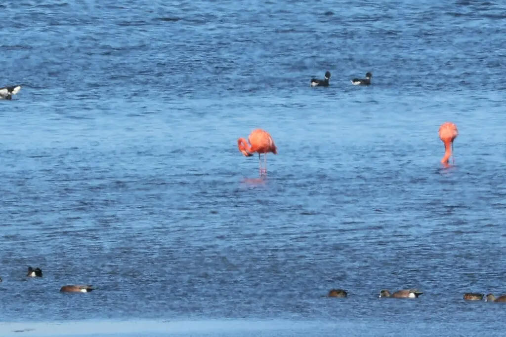 美洲红鹳(Phoenicopterus ruber)