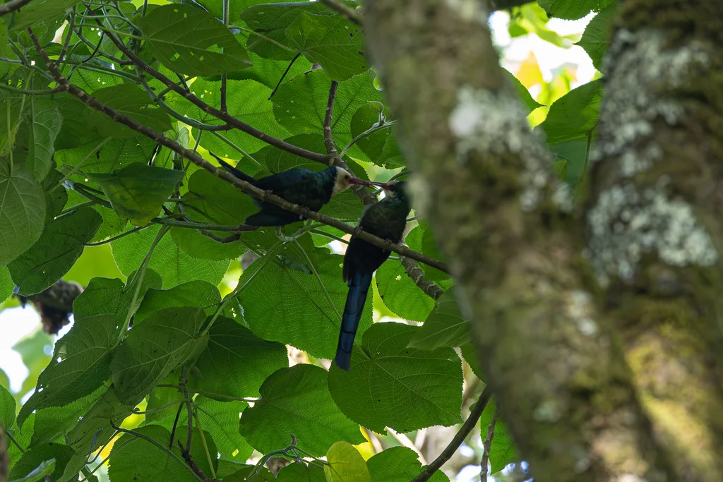 白头林戴胜(Phoeniculus bollei)