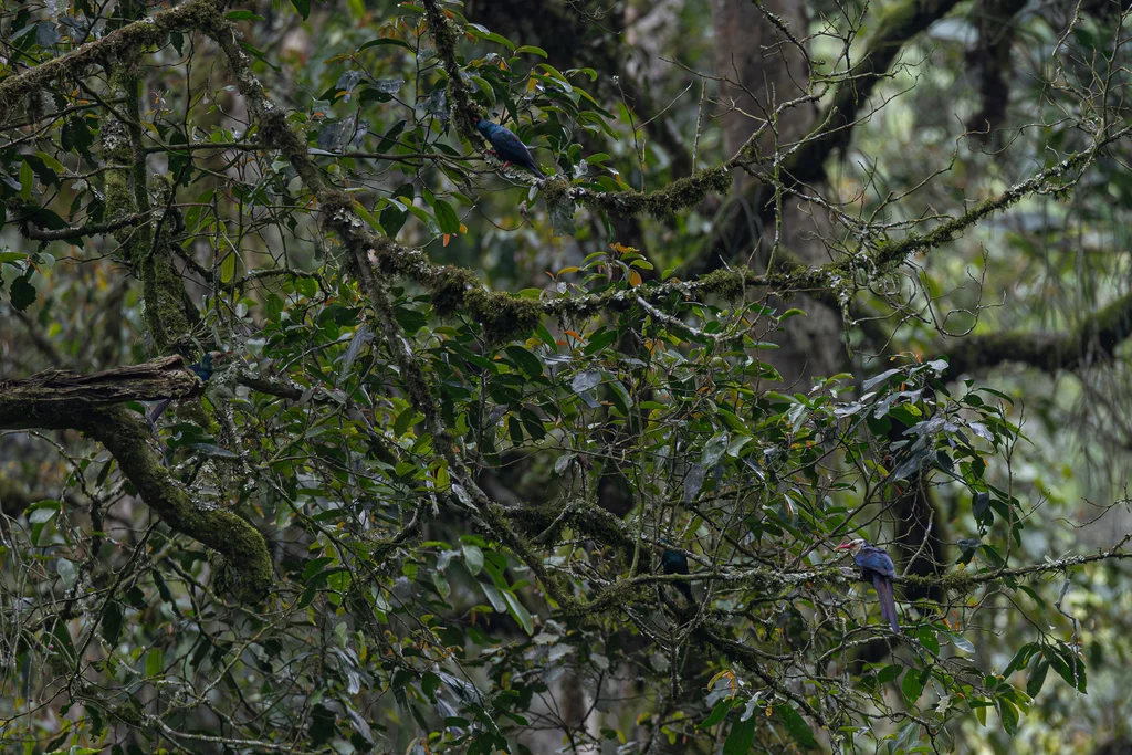 白头林戴胜(Phoeniculus bollei)
