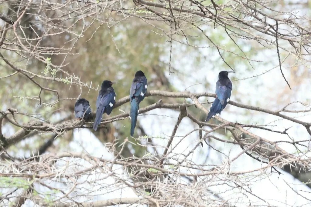 黑嘴林戴胜(Phoeniculus somaliensis)