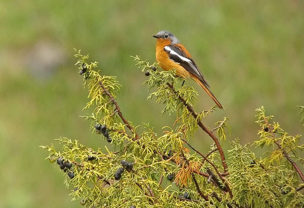 贺兰山红尾鸲(Phoenicurus alaschanicus)
