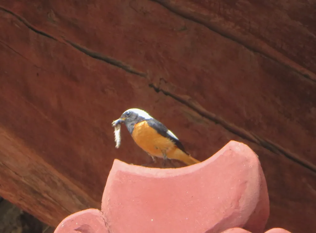 北红尾鸲（Phoenicurus auroreus）