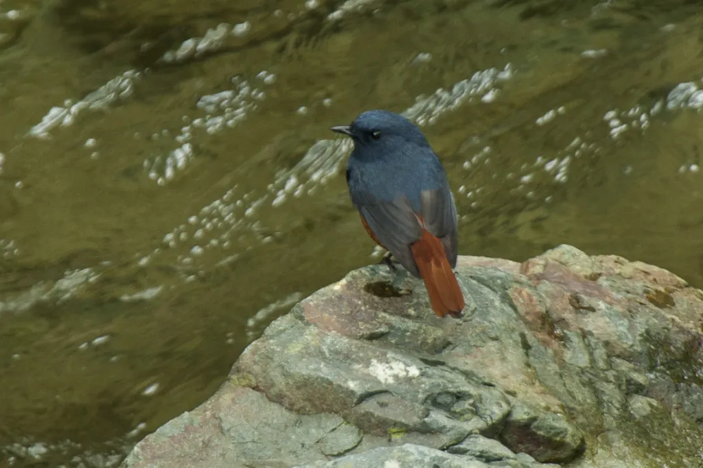 吕宋水鸲(Phoenicurus bicolor)