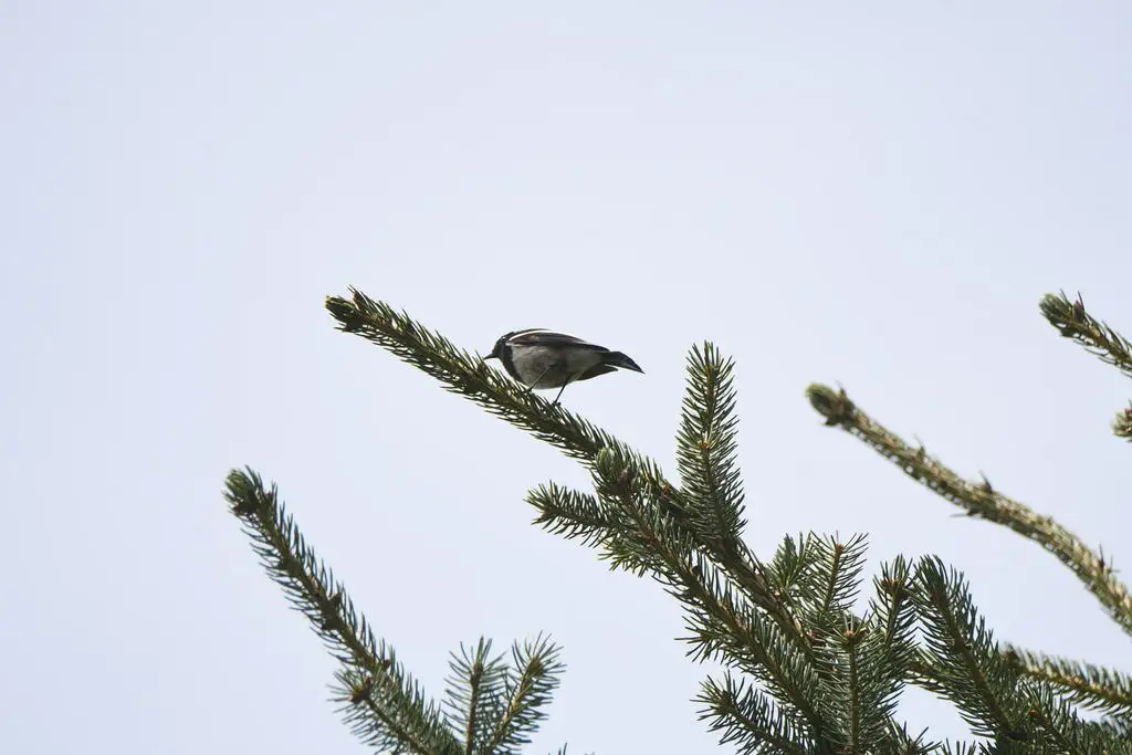 蓝头红尾鸲(Phoenicurus coeruleocephala)