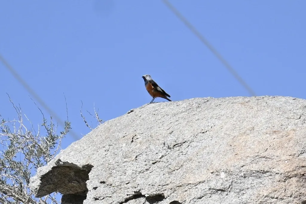 红腹红尾鸲(Phoenicurus erythrogastrus)