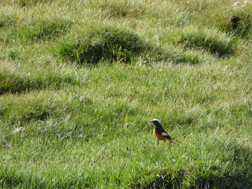 红腹红尾鸲(Phoenicurus erythrogastrus)