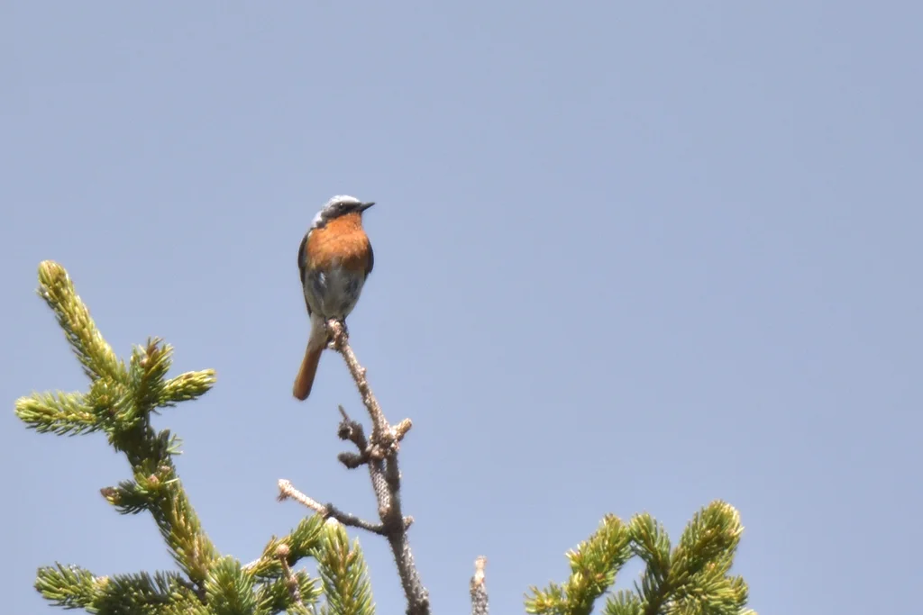 红背红尾鸲(Phoenicurus erythronotus)