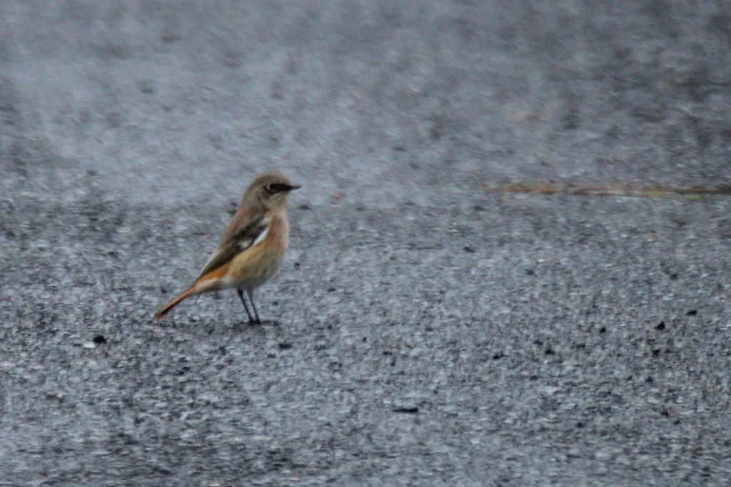 红背红尾鸲(Phoenicurus erythronotus)