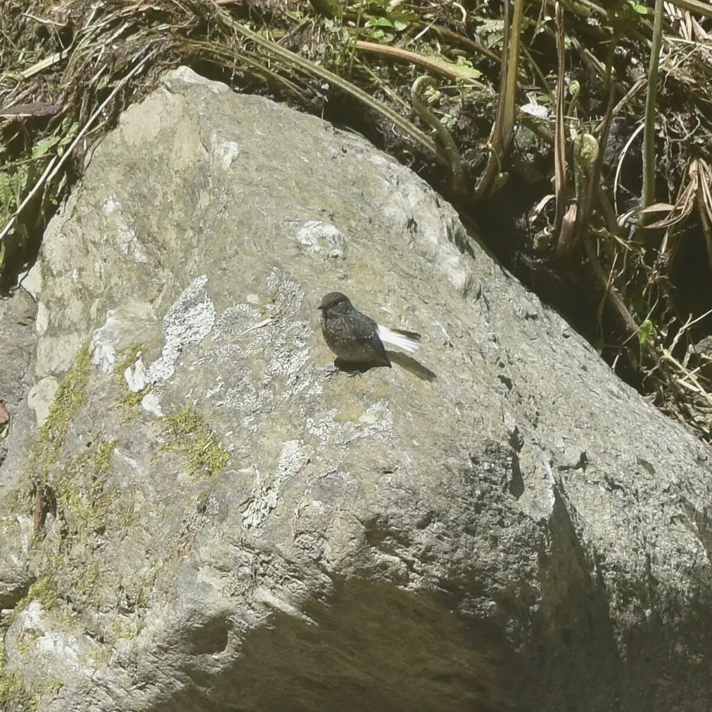 红尾水鸲(Phoenicurus fuliginosus)