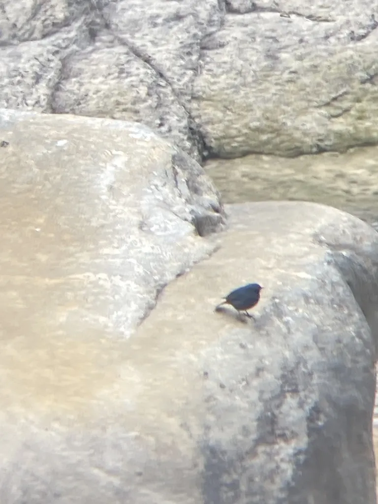 红尾水鸲(Phoenicurus fuliginosus)