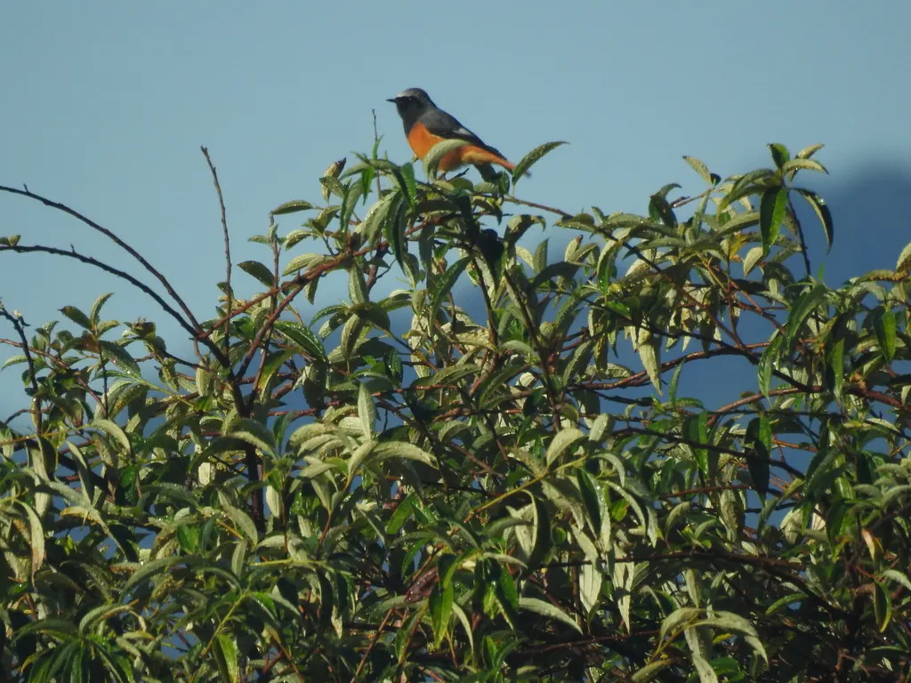 黑喉红尾鸲(Phoenicurus hodgsoni)