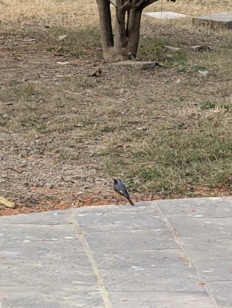 黑喉红尾鸲(Phoenicurus hodgsoni)