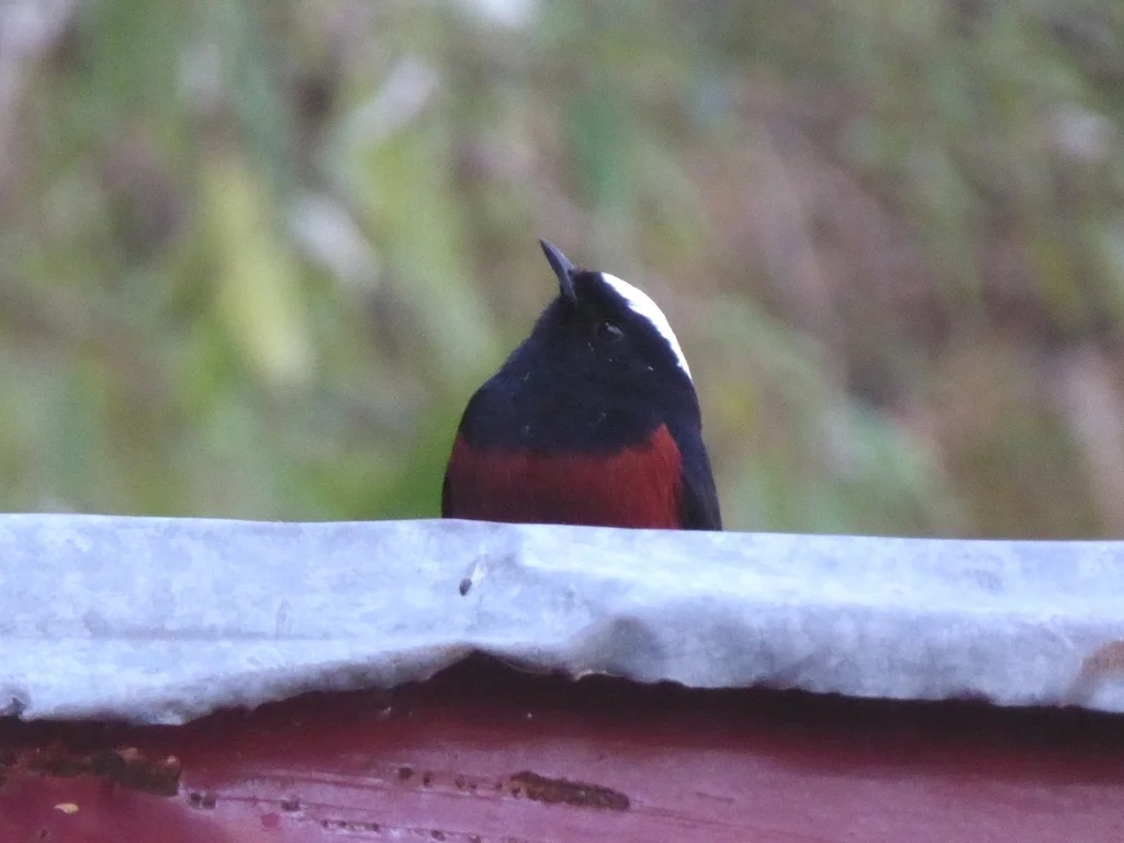 白顶溪鸲（Phoenicurus leucocephalus）