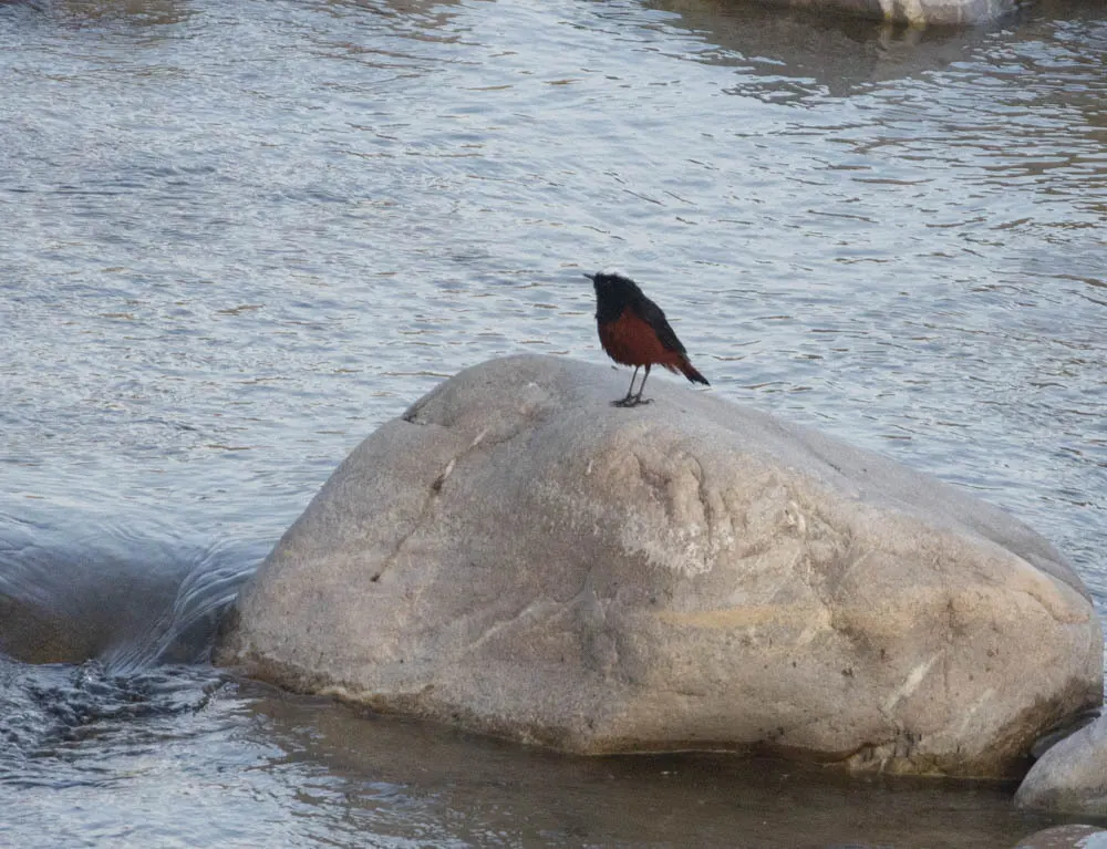 白顶溪鸲（Phoenicurus leucocephalus）