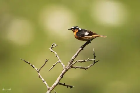 北非红尾鸲