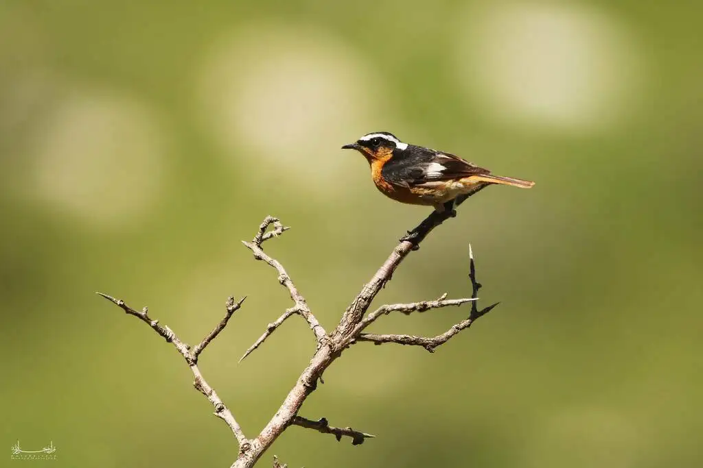 北非红尾鸲(Phoenicurus moussieri)