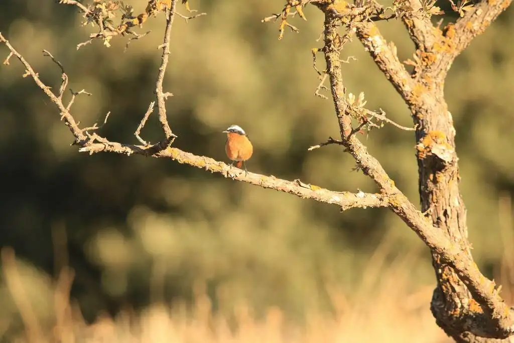 北非红尾鸲(Phoenicurus moussieri)