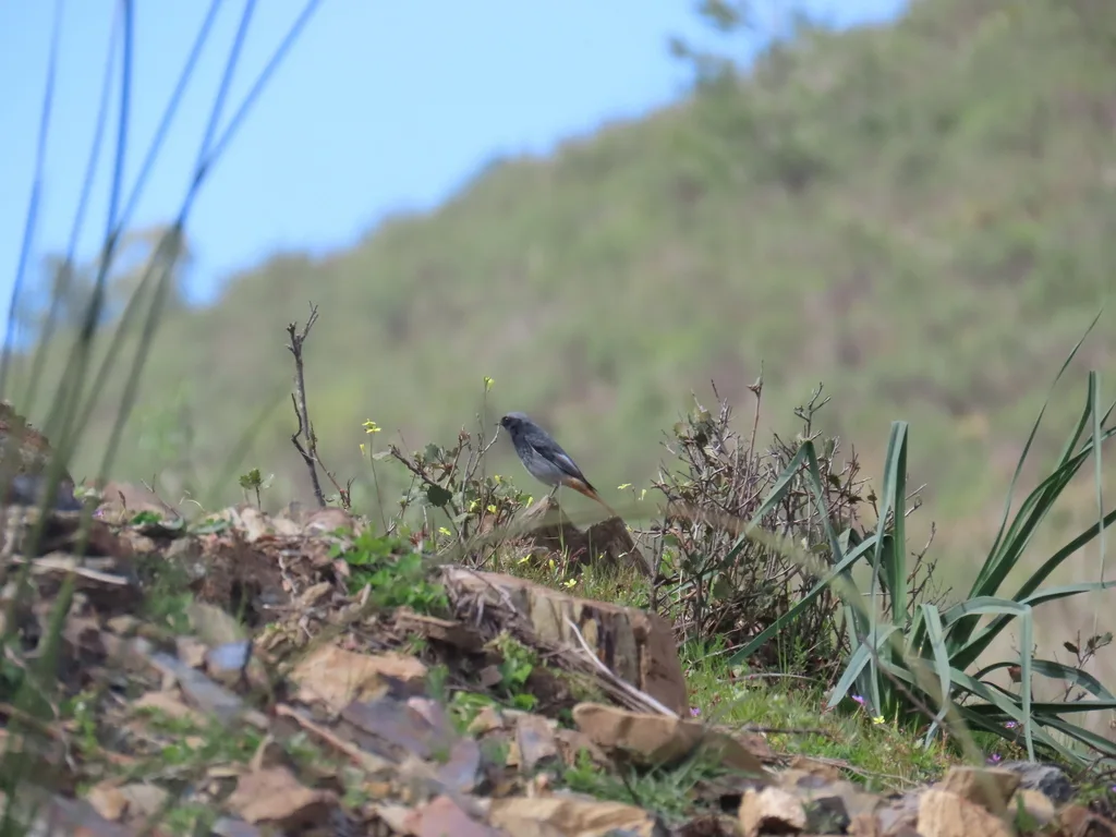 赭红尾鸲(Phoenicurus ochruros)