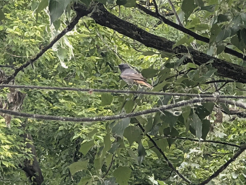 欧亚红尾鸲(Phoenicurus phoenicurus)