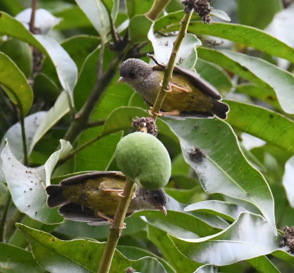 拟雀莺(Pholidornis rushiae)