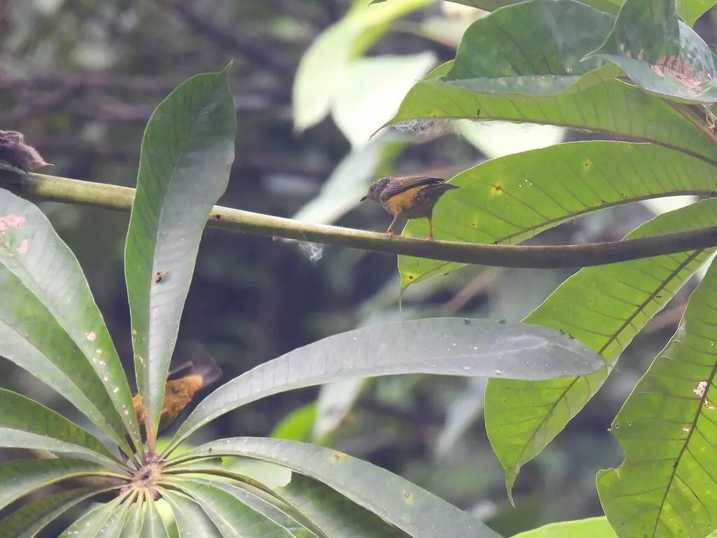 拟雀莺(Pholidornis rushiae)