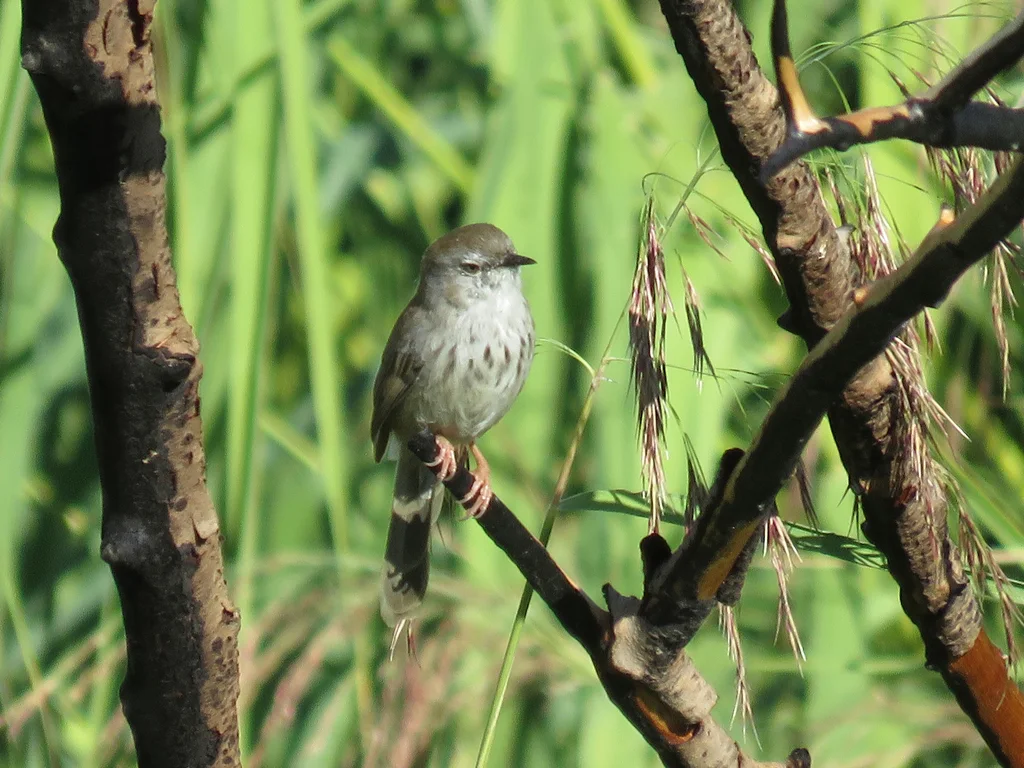 亚纹山鹪莺(Phragmacia substriata)