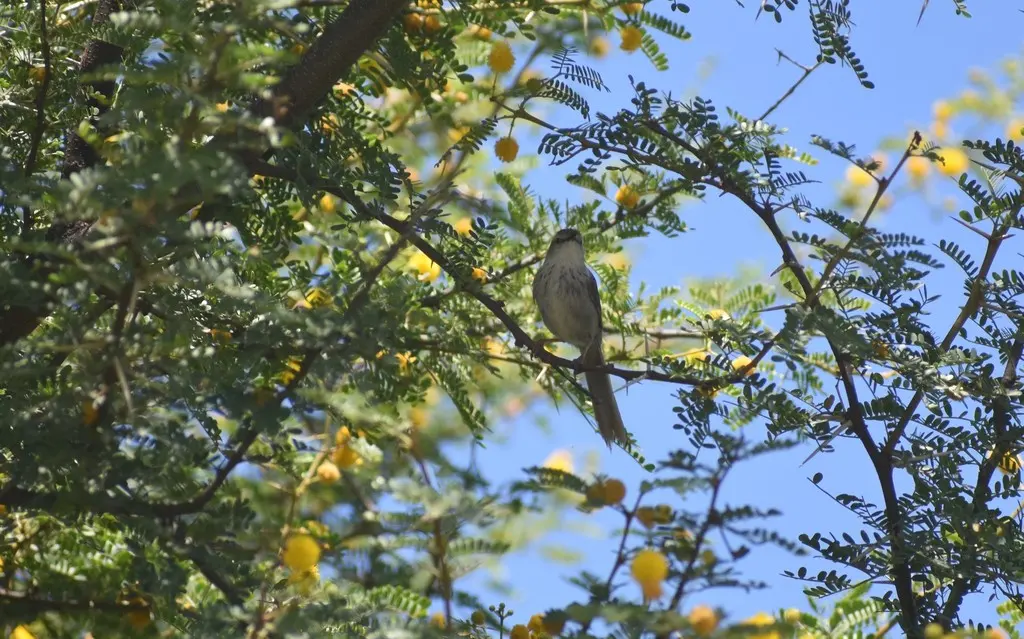 亚纹山鹪莺(Phragmacia substriata)
