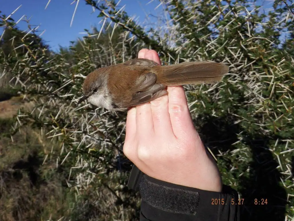 亚纹山鹪莺(Phragmacia substriata)